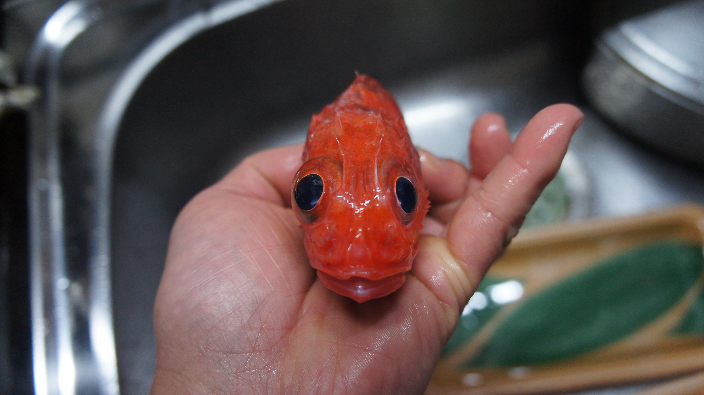 キンキの刺身を つくる ･･･